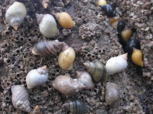 Mehrere Purpurschnecken auf einem Felsen mit Seepocken