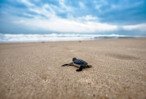 frischgeschlüpfte Schildkröte am Strand auf dem Weg zum Ozean