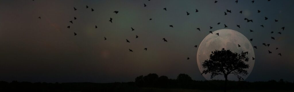 Vogelschwarm bei Nacht und Vollmond