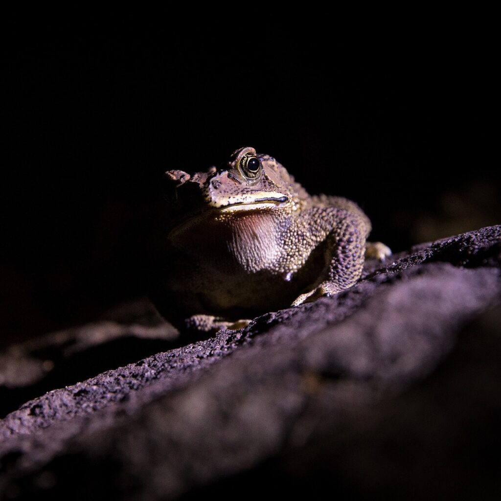 A toad in the spotlight, surrounded by darkness