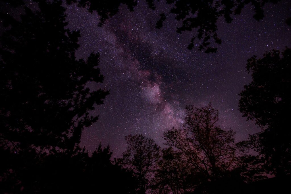 The Milky Way seen through dark trees